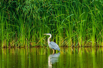 Great Blue heron wading in a pond with a background of beautiful green reeds.