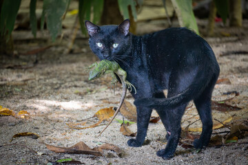 black cat eating a lizard