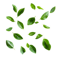 Naklejka premium Flying fresh green leaves, cut out