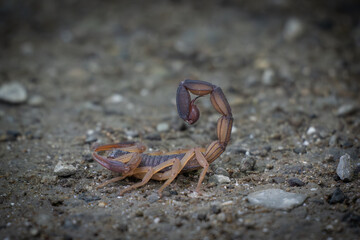 scorpion on the ground