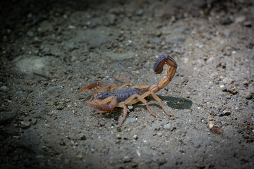 scorpion on the sand