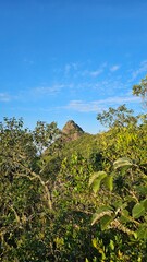 Mountain Peak View Through Lush Green Trees