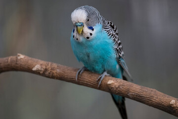 The Budgerigar (Melopsittacus undulatus), also known as the Common Parakeet, Shell Parakeet or Budgie.