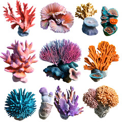 Vibrant set of colorful coral species, cut out
