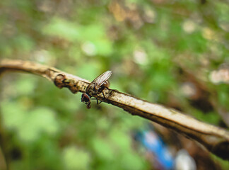 dragonfly on a branch
