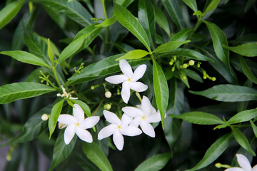Natural white flower sampaguita jasmine oleaceae blooming with green leaf garden background