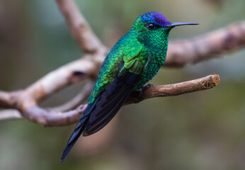 bright green hummingbird