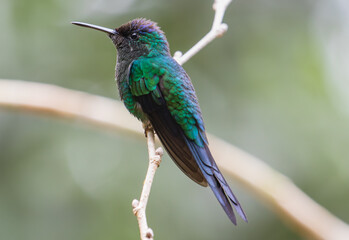 Fototapeta premium green hummingbird