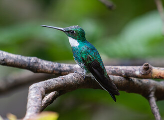 Hummingbird on tree trunk