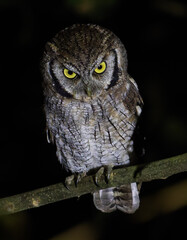 angry owl