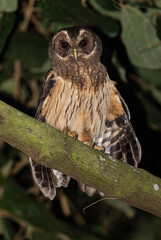 owl perched