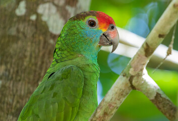 parrot close-up