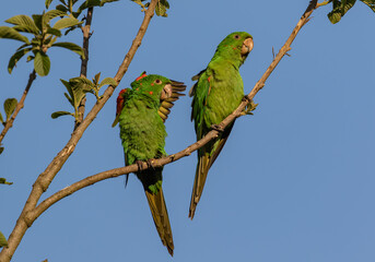 parakeets