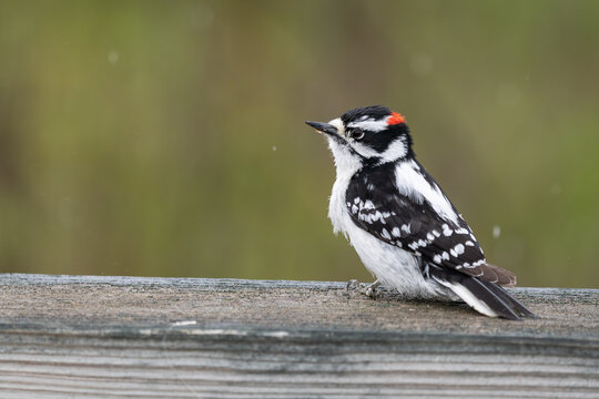 Male downy woodpecker sitiing on wooden railing