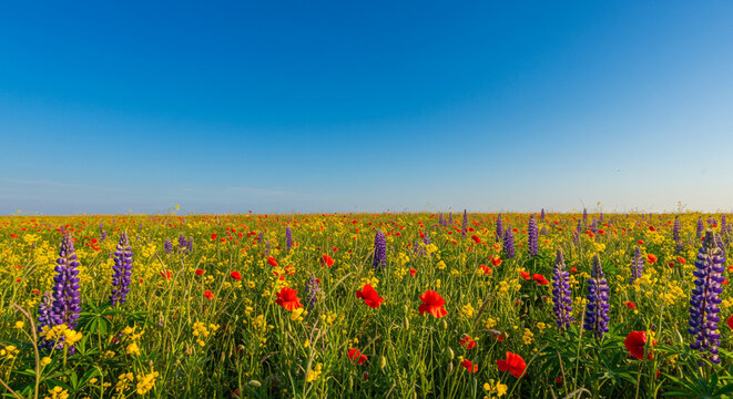 Vista ampla de um campo repleto de flores coloridas sob um céu claro e azul, com colinas ao fundo.