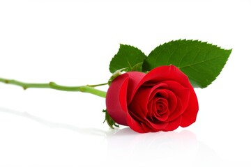 a rose flower, lying down, fallen, with a very vibrant color