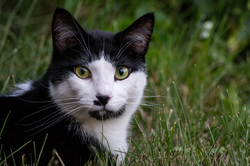 Black and white sitting down in the grass in a lawn