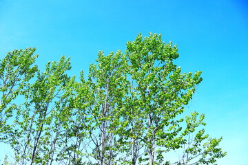新緑と青空