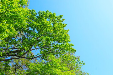 新緑と青空