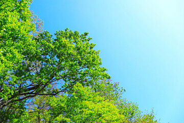 新緑と青空