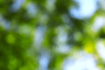 新緑の樹木と光をぼかした緑の背景素材