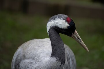 The Common Crane (Grus grus), also known as the Eurasian Crane.