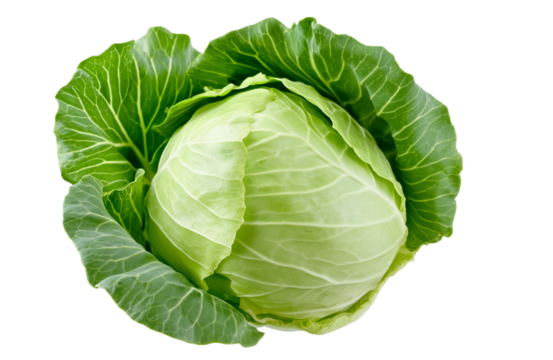 cabbage isolated on white background, full depth of field