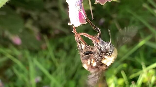 Bumblebee on comfrey flowers with pollen