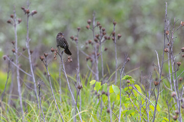 Female red-winged blackbird perched on a plant.