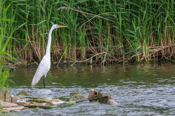 Great egret wading in a shallow lake.