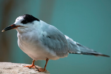 The Common Tern (Sterna hirundo).
