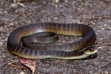 Australian Highly venomous Rough-scaled Snake