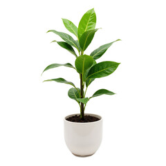 Desirable indoor plant with vibrant green leaves, perfect for modern decor. High-quality botanical image, great for interior design projects. High-resolution PNG with transparent background.