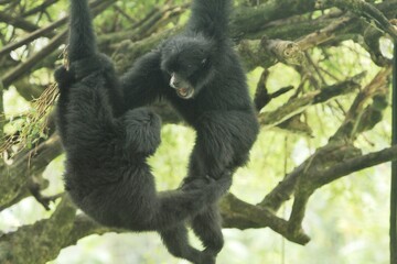a pair of gibbons hanging from a tree