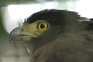 closeup of a bido eagle