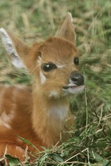 Fototapeta premium closeup of little sitatunga relaxing on the grass