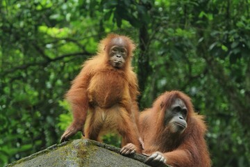 Little orangutan watching from above with his mother