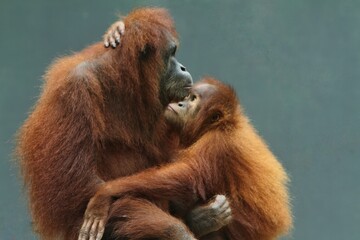 Side view of little orangutan hugging its mother © Pitokung
