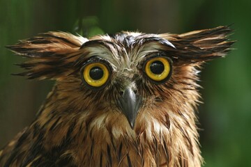 closeup of a ketupa owl