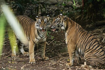 Sumatran tigers are seen chatting in the bushes