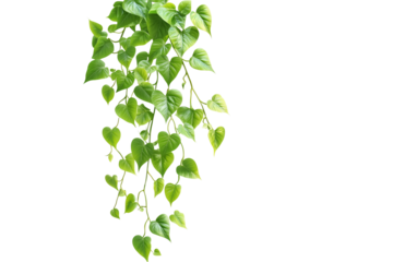 Green vine leaves hanging down isolated on transparent background