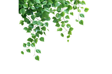 Green vine leaves hanging down isolated on transparent background