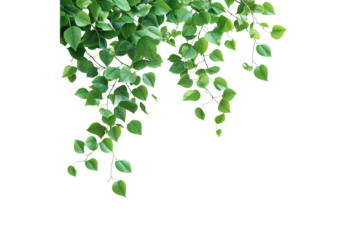 Green vine leaves hanging down isolated on transparent background