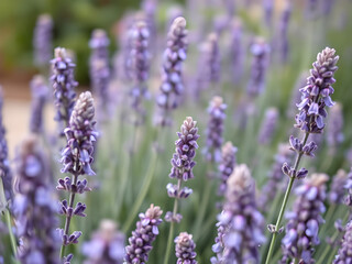 Obraz premium Scent of Serenity Lavender Dreams