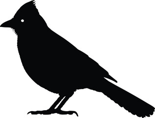 Blue jay bird silhouette vector, Blue jay bird icon vector illustration