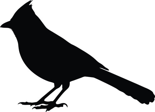 Blue jay bird silhouette vector, Blue jay bird icon vector illustration