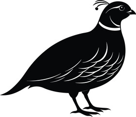 Bobwhite Quail vector Silhouette, Quail silhouette Vector illustration design.