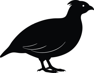 Bobwhite Quail vector Silhouette, Quail silhouette Vector illustration design.