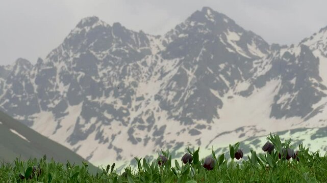 mountain landscape with grass