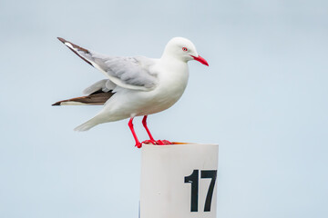 Seagull on a mooring at Mallacoota Waterfront